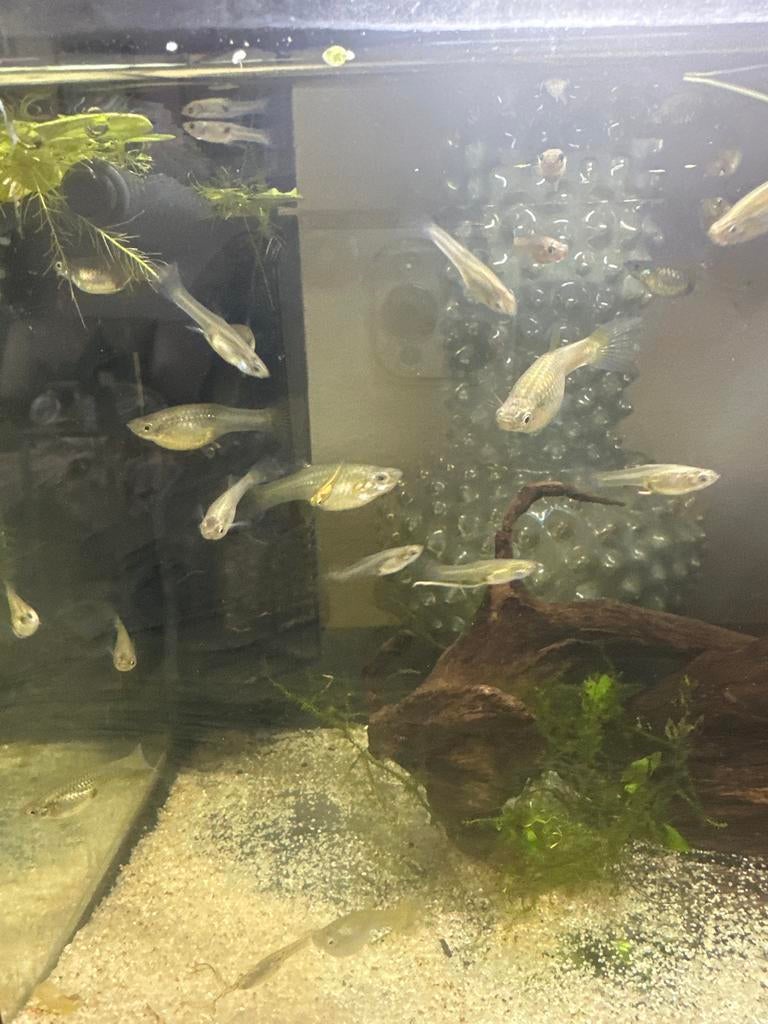 Vrouwtjes guppen groot en kleiner, Dieren en Toebehoren, Vissen | Aquariumvissen, Vis, Zoetwatervis