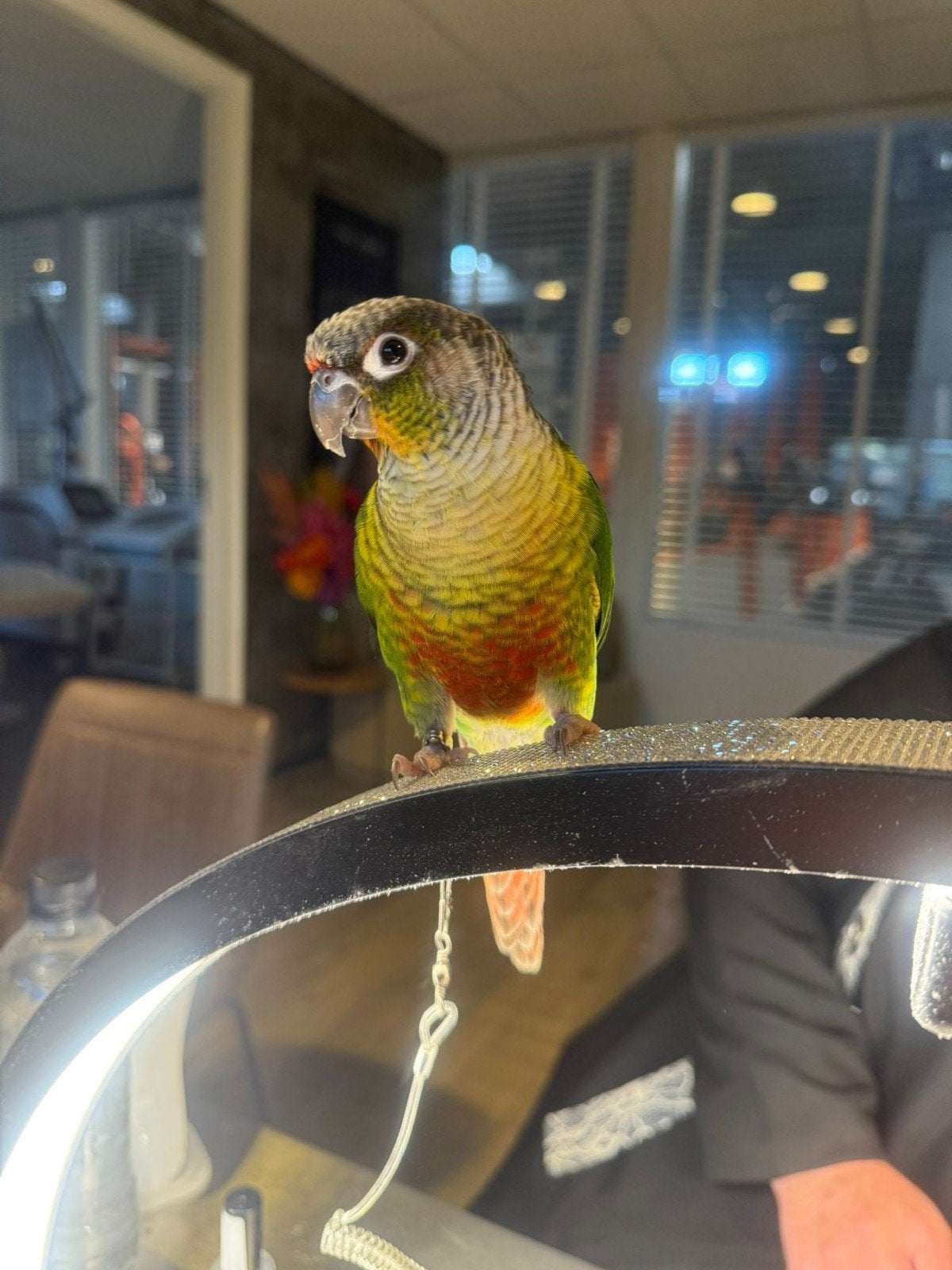 Pyrrhura, Dieren en Toebehoren, Vogels | Parkieten en Papegaaien, Parkiet, Tam