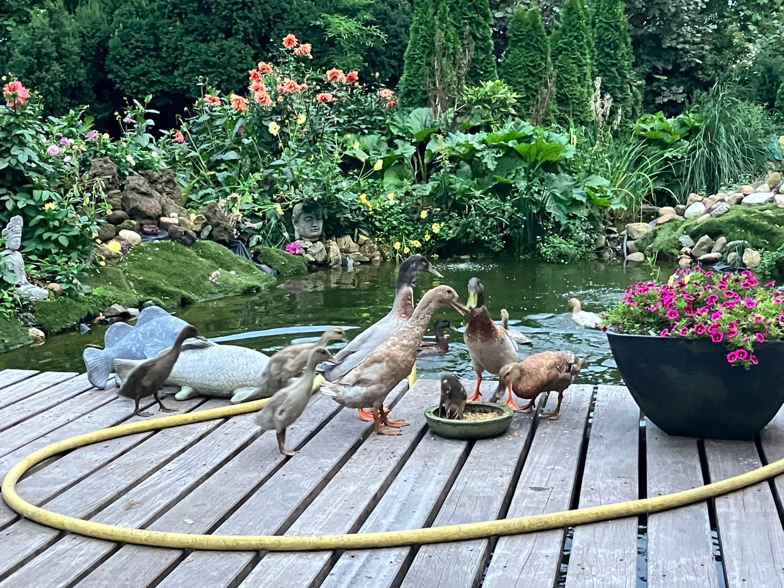 Diverse loopeenden, Meerdere dieren