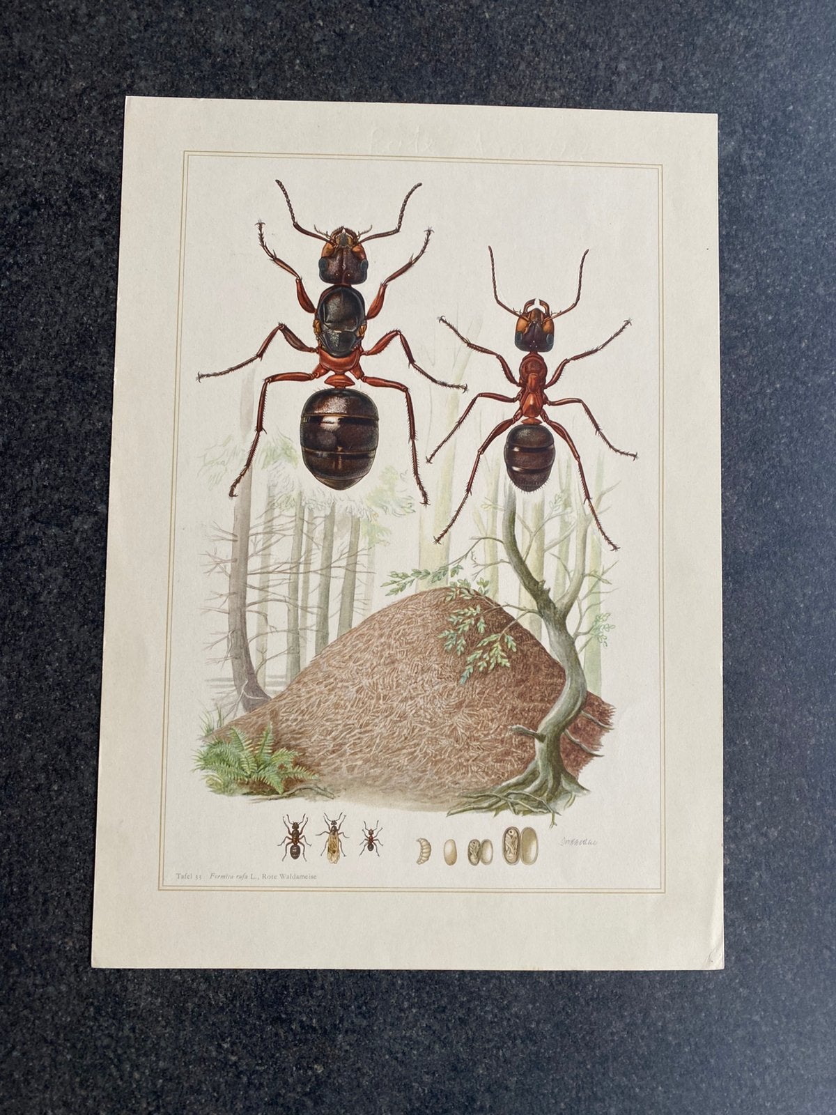 Vele prenten soorten insekten 19x27 uitzoeken 1,75 pst, Antiek en Kunst, Ophalen of Verzenden, Natuur en Biologie