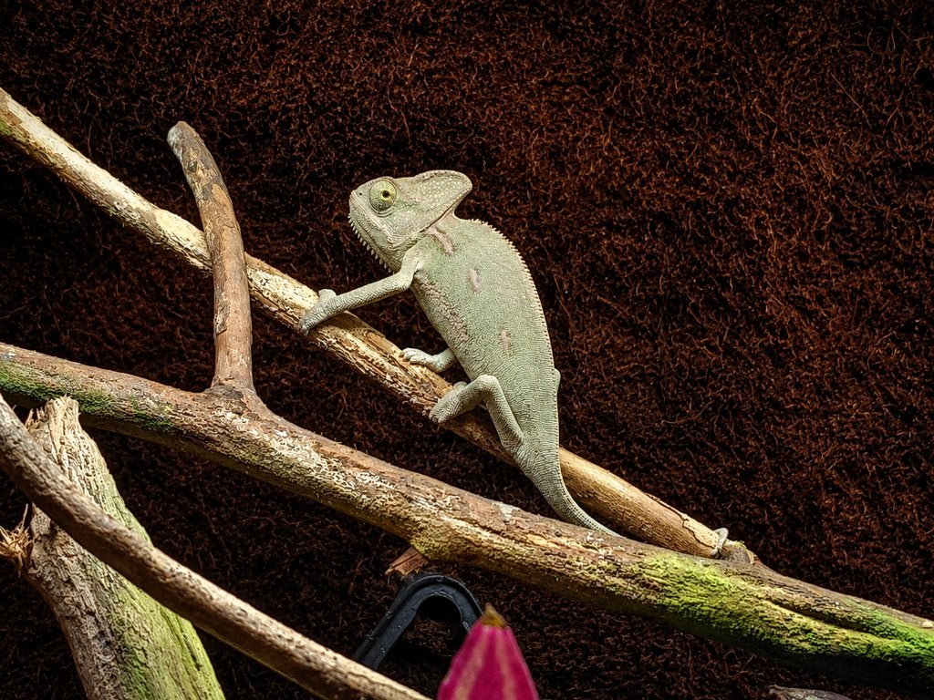 Jemenkameleon (Chamaeleo calyptratus), Dieren en Toebehoren, Overige soorten, 0 tot 2 jaar