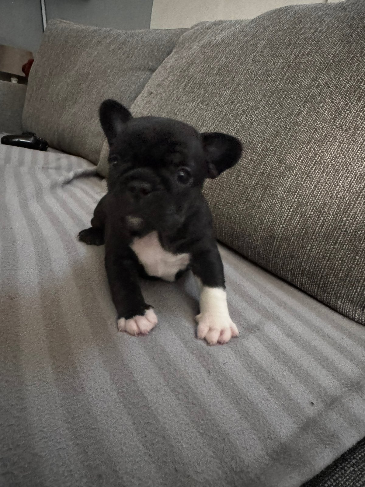 Franse Bulldog reserveren, 8 tot 15 weken, Bulldog, Meerdere, Meerdere dieren