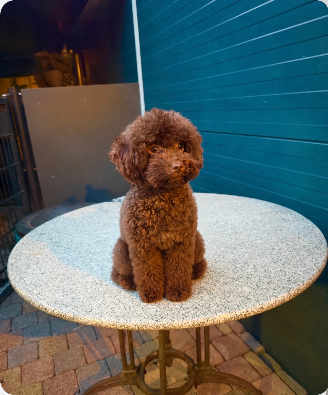 Toypoedel  choco kleur mooi klein 21 cm hoog, Dieren en Toebehoren, Honden | Dekreuen, Particulier, Reu, 1 tot 2 jaar, Buitenland