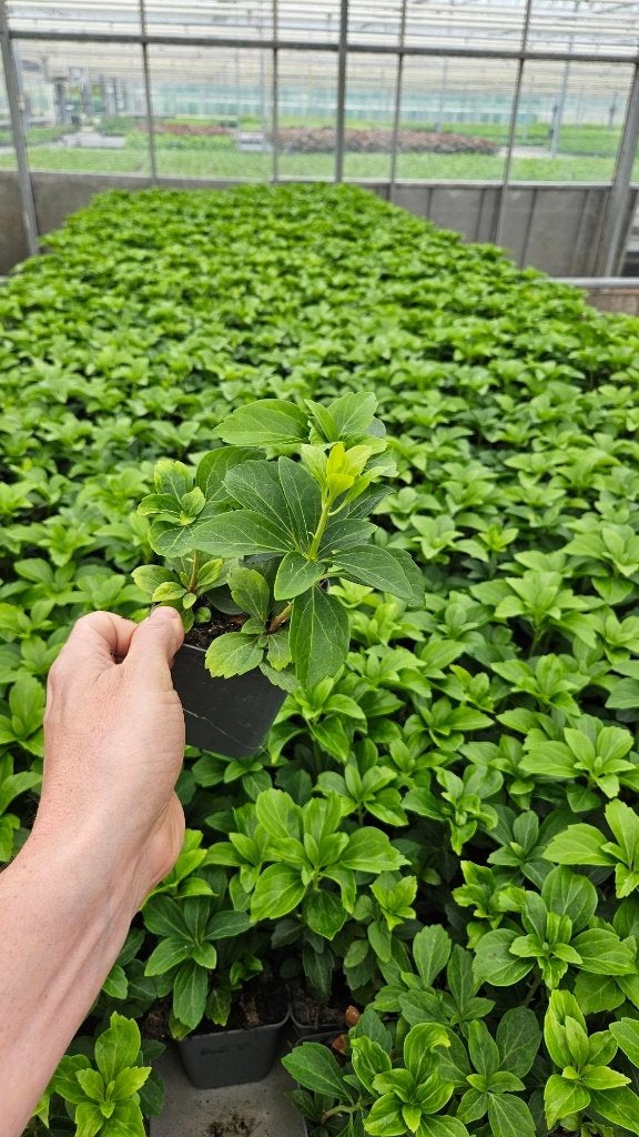 Restpartij 250x Pachysandra Terminalis - Dikkemanskruid, Tuin en Terras, Ophalen of Verzenden, Vaste plant, Bodembedekkers, Volle zon