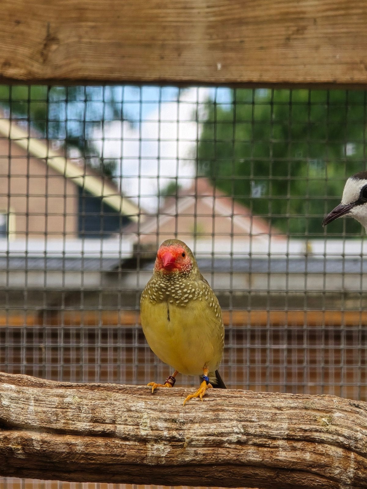 meerdere tropen, Dieren en Toebehoren, Meerdere dieren