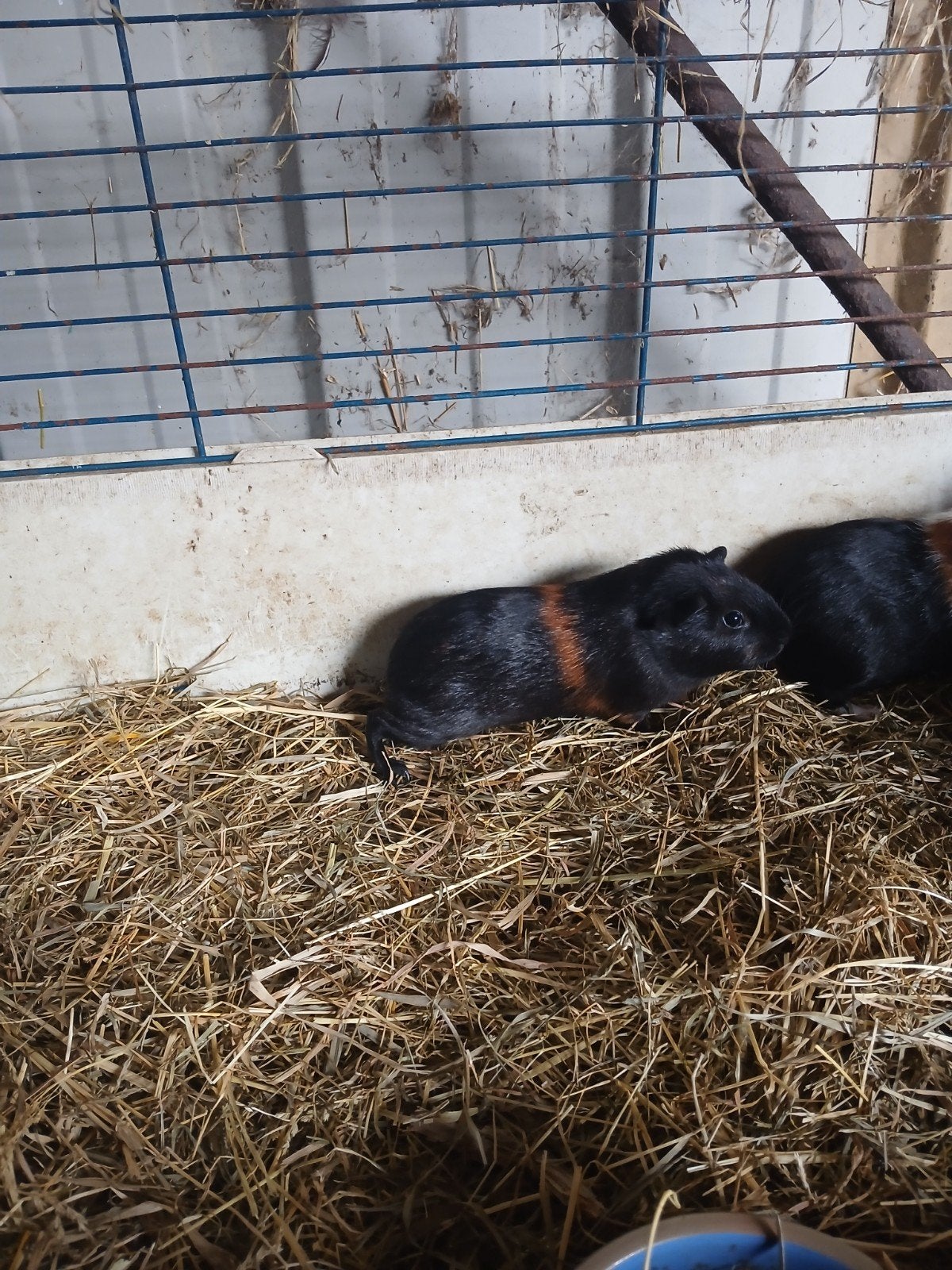 cavia, Dieren en Toebehoren, Knaagdieren, Juli, Mannelijk, Cavia