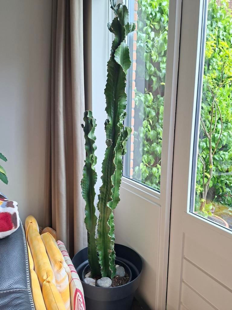 Cactus euphorbia ingens, Ophalen of Verzenden, Cactus, Volle zon, Minder dan 100 cm