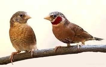 koppel bandvinken, Meerdere dieren