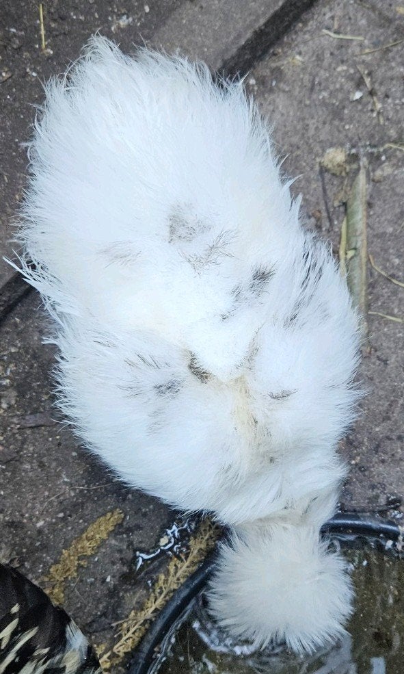 USA zijdehoender hennen, mottled, Dieren en Toebehoren, Pluimvee, Vrouwelijk, Kip