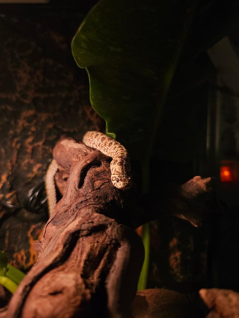 Haakneusslang man met bio actief terrarium, Dieren en Toebehoren, Reptielen en Amfibieën, Slang, Met terrarium, 0 tot 2 jaar