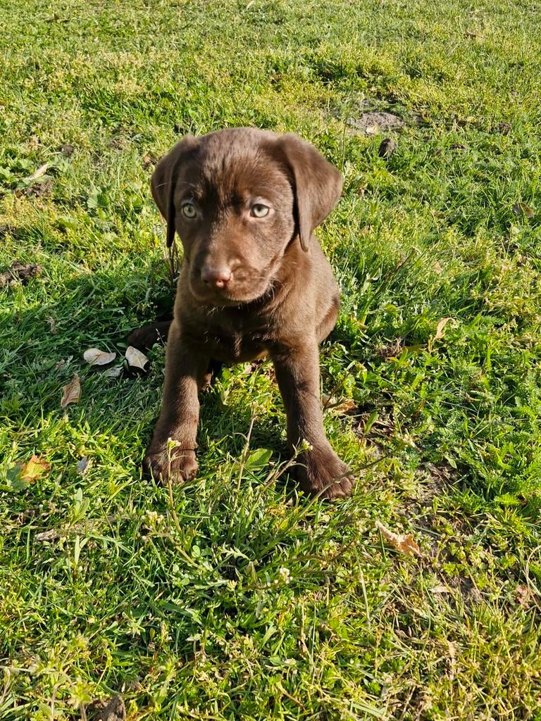 Leuke labrador pups, Dieren en Toebehoren, Honden | Retrievers, Spaniëls en Waterhonden, Parvo, 8 tot 15 weken, Labrador retriever