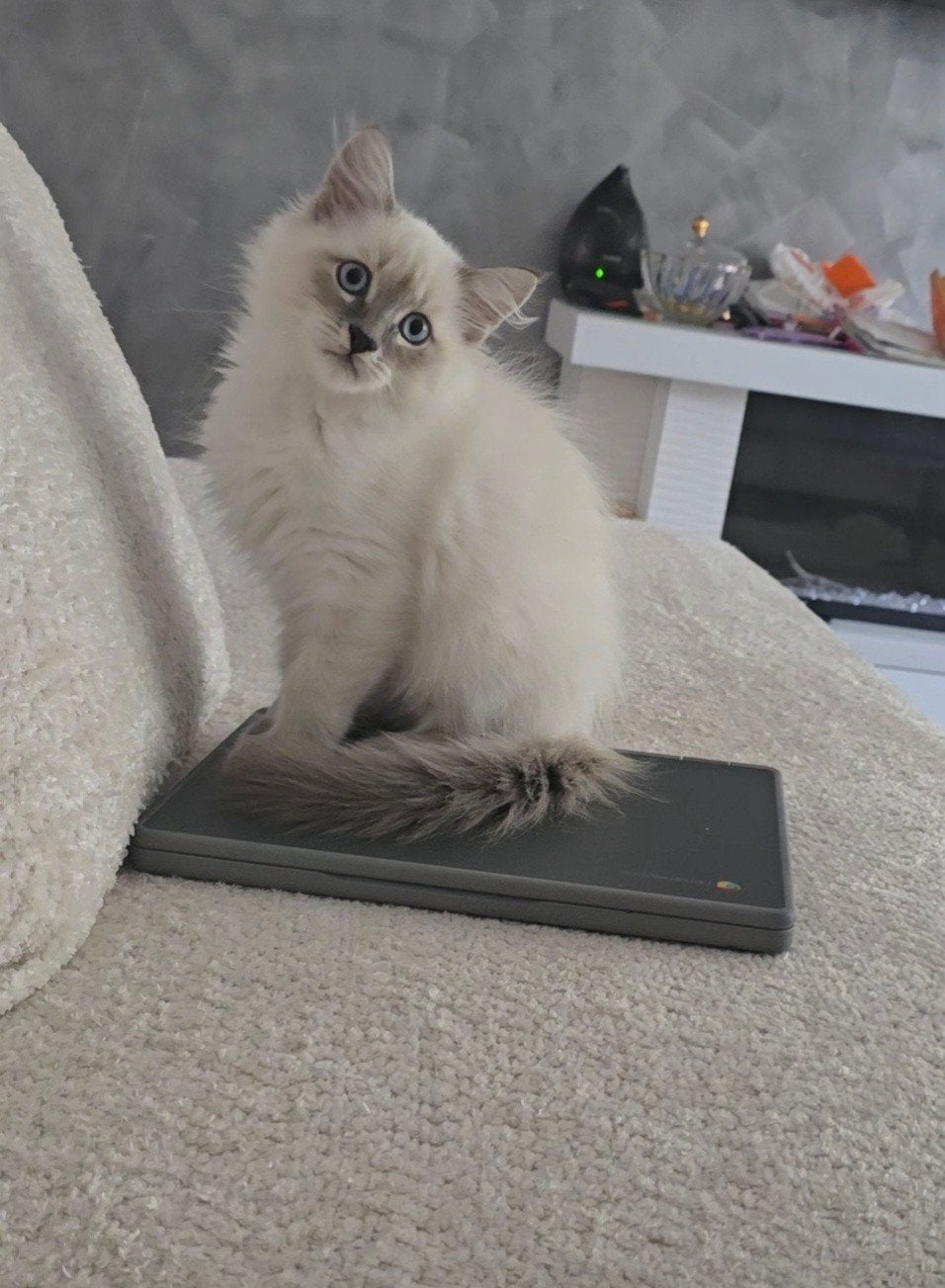 Siberische kittens Neva Masquerade HYPOALLERGIESCHE, Meerdere dieren, Gechipt, 0 tot 2 jaar