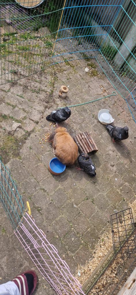 Lief konijn kan binnen buiten ivb weinig dochter weinig bij, Dieren en Toebehoren, Mannelijk, Eend