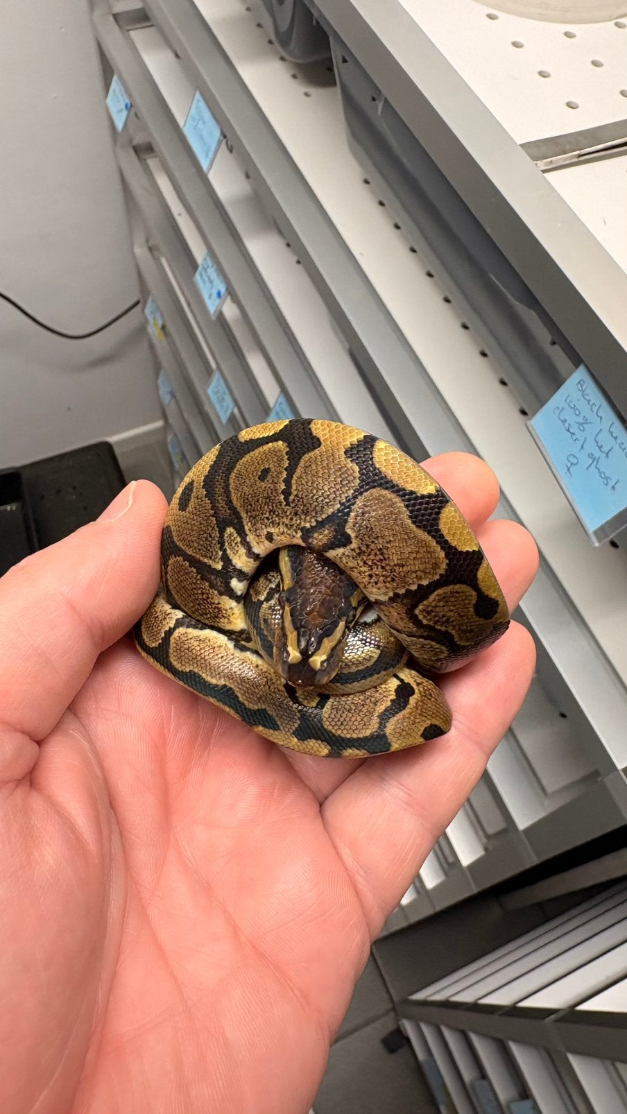 Ball python red stripe 100% het desert ghost, Dieren en Toebehoren, Slang, 0 tot 2 jaar