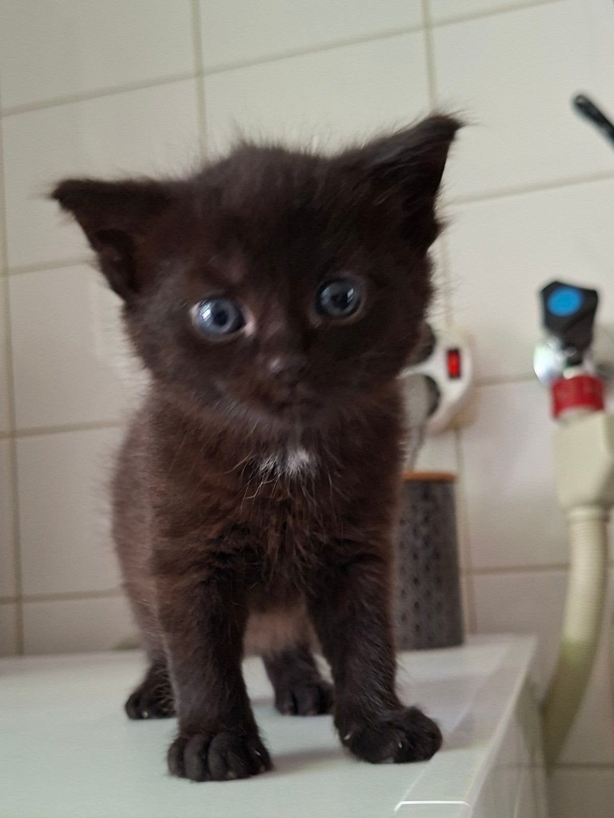 Halflangharige kittens, Meerdere dieren