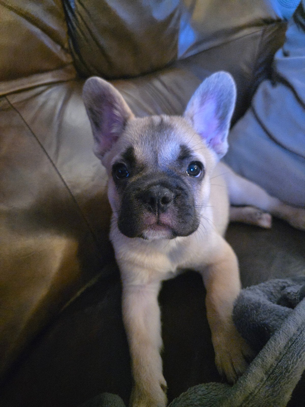 Franse bulldog pup (reutje), Reu, 8 tot 15 weken, Parvo, Bulldog