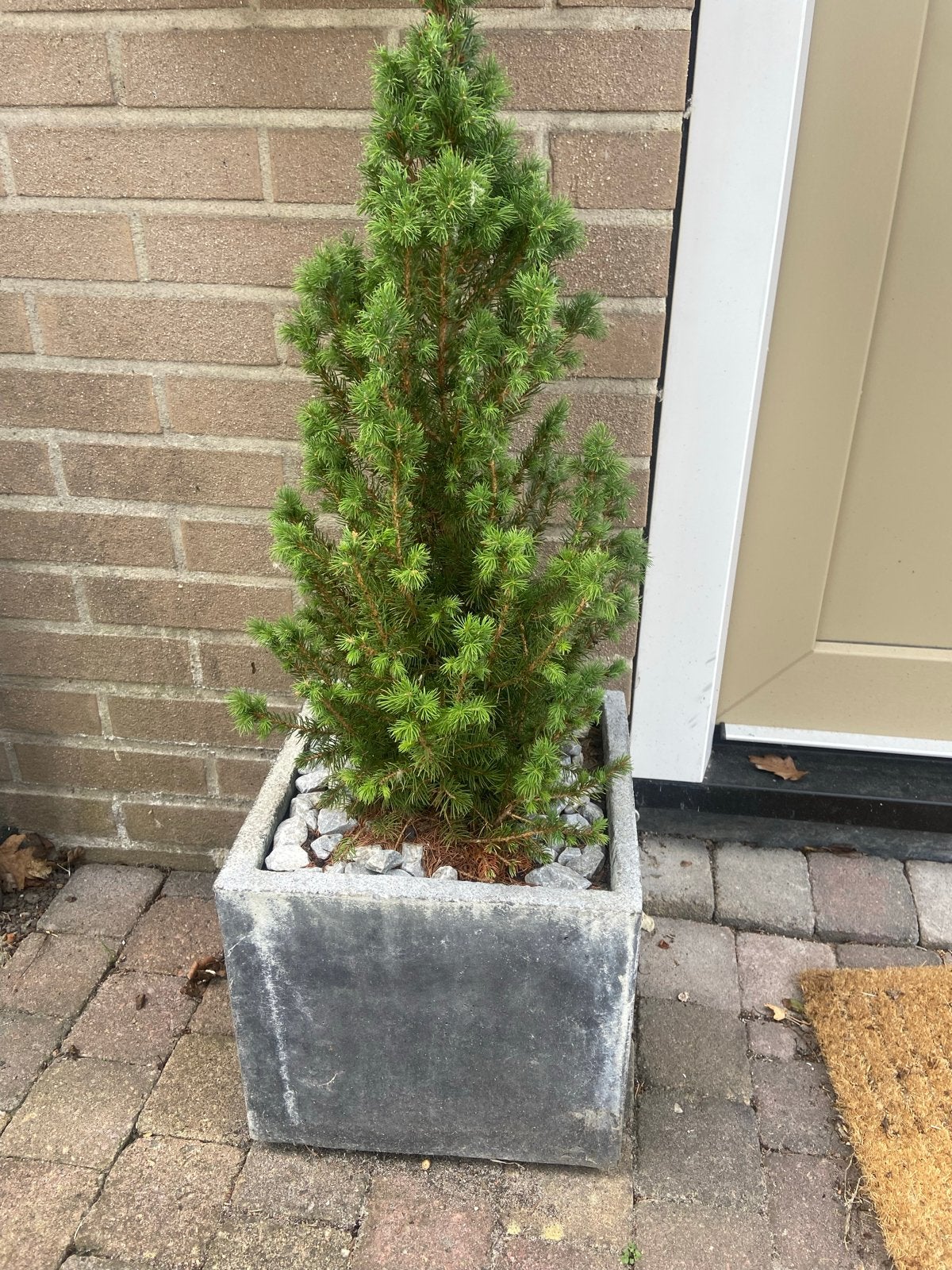 2x plantenbakken met boompjes, Tuin en Terras, Gebruikt, Balkon, Minder dan 60 cm, Vierkant