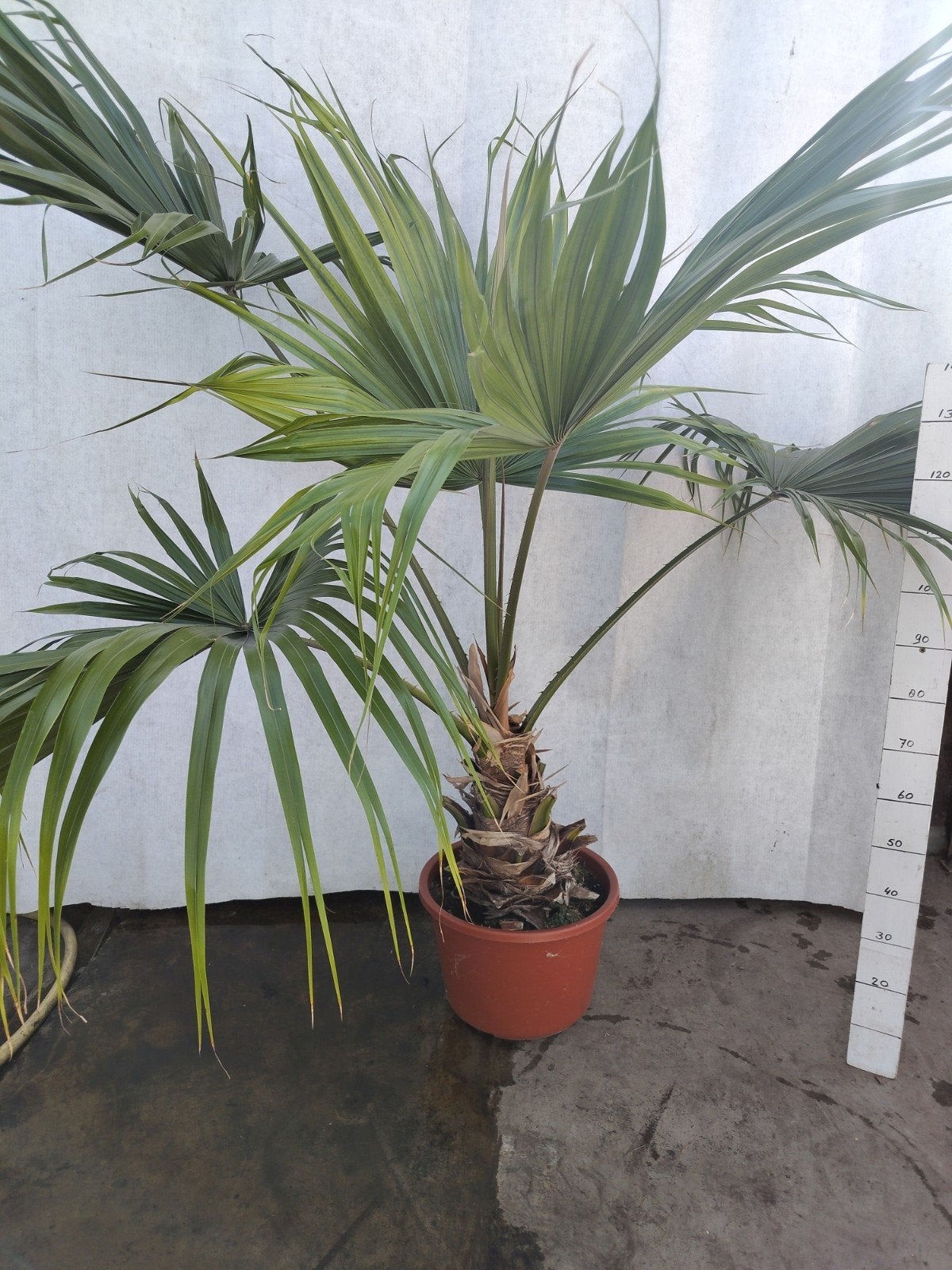 Voetbank Palm - Livistonia 2 m hoog, Tuin en Terras, 100 tot 250 cm, Zomer, Palmboom, Ophalen