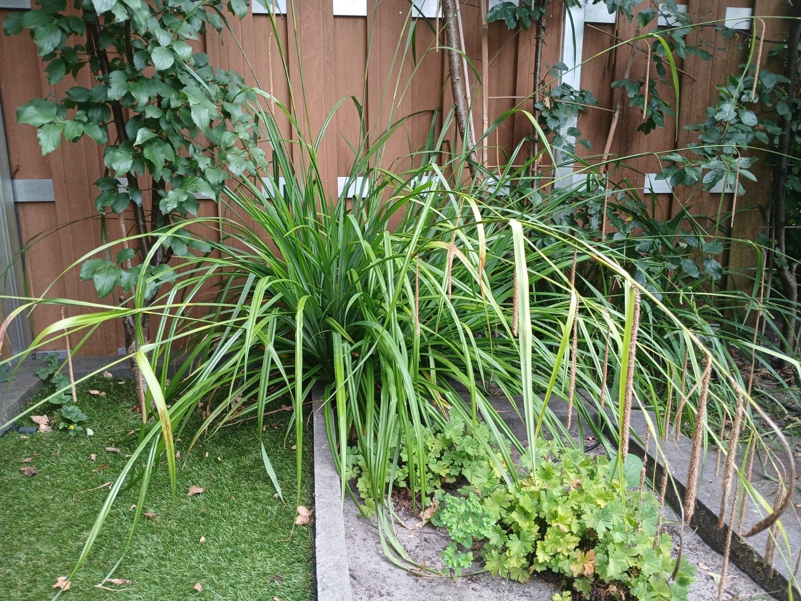 Tuinplanten 3 stuks hangende zegge en nacht jasmijn., Tuin en Terras, Planten | Tuinplanten, Ophalen, Volle zon, Vaste plant, Siergrassen
