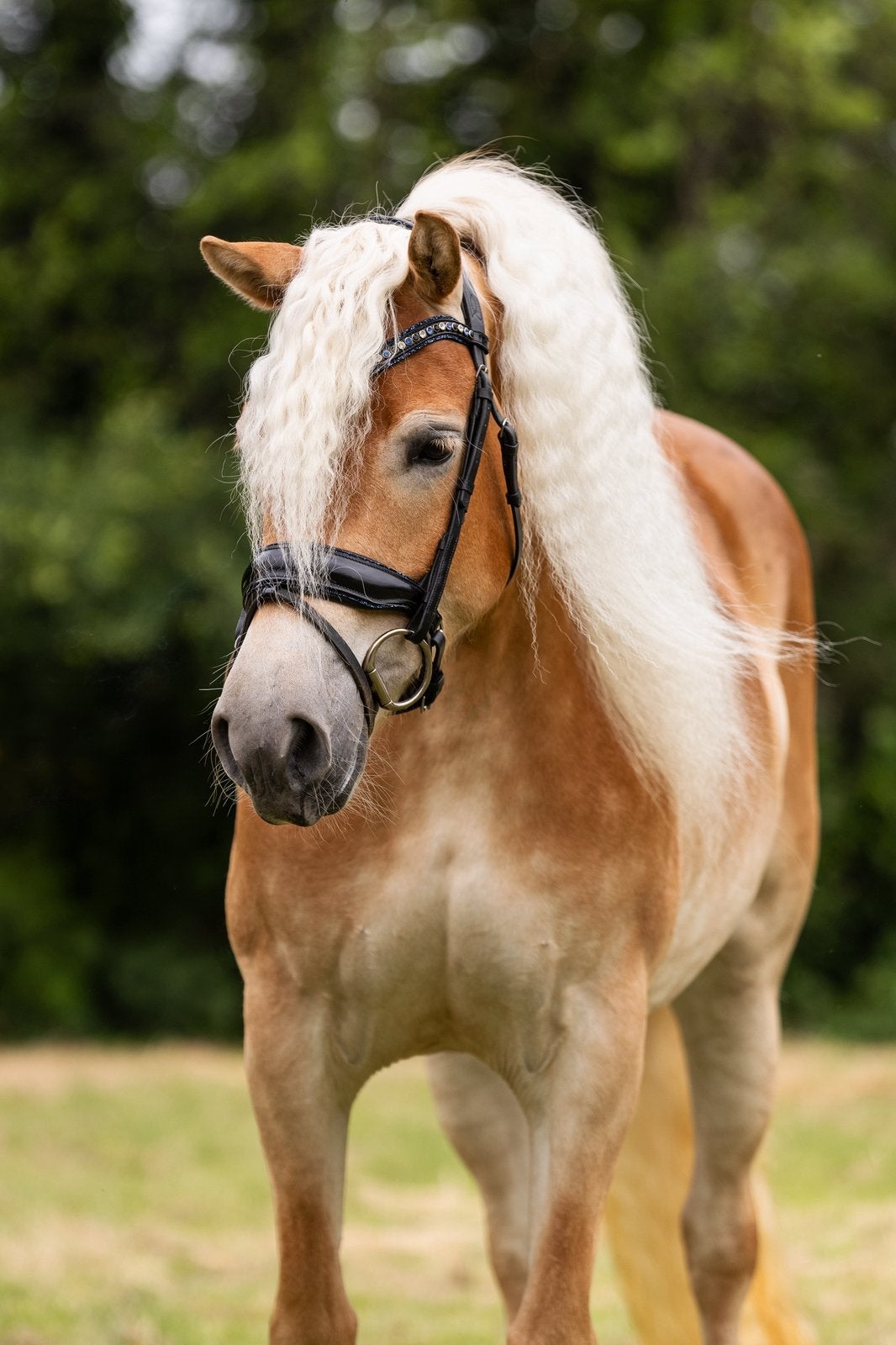 Prachtige haflinger te koop, Dieren en Toebehoren, Dressuurpony, 3 tot 6 jaar, Merrie, E pony (1.48m - 1.57m)