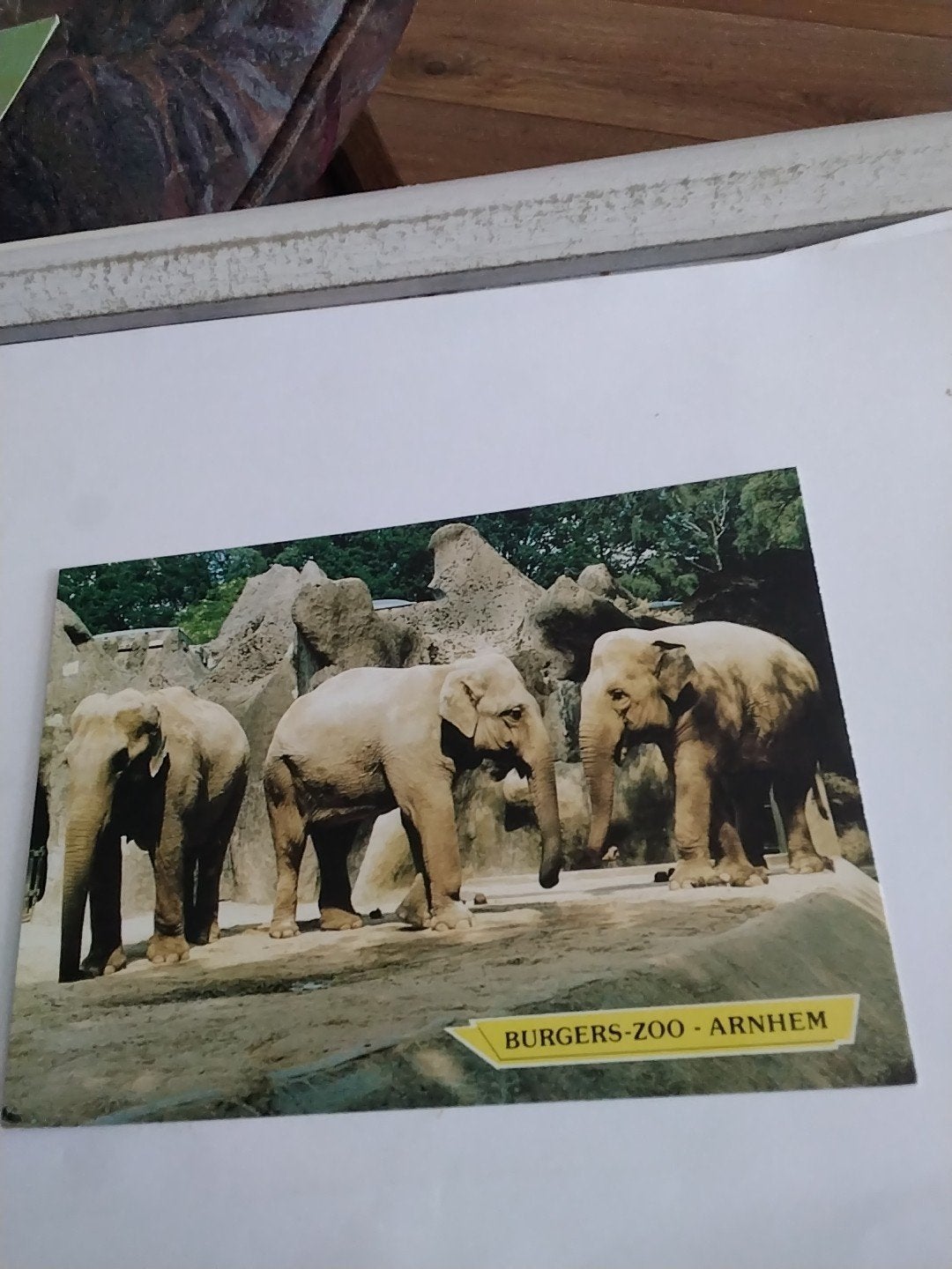 Ansichtkaart Burgers' Zoo Arnhem - Olifanten, Ophalen of Verzenden