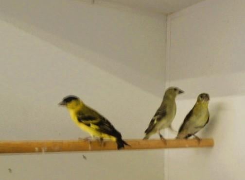 Yarrelsijzen, Dieren en Toebehoren, Vogels | Overige Vogels, Tropenvogel, Meerdere dieren, Tam, Geringd