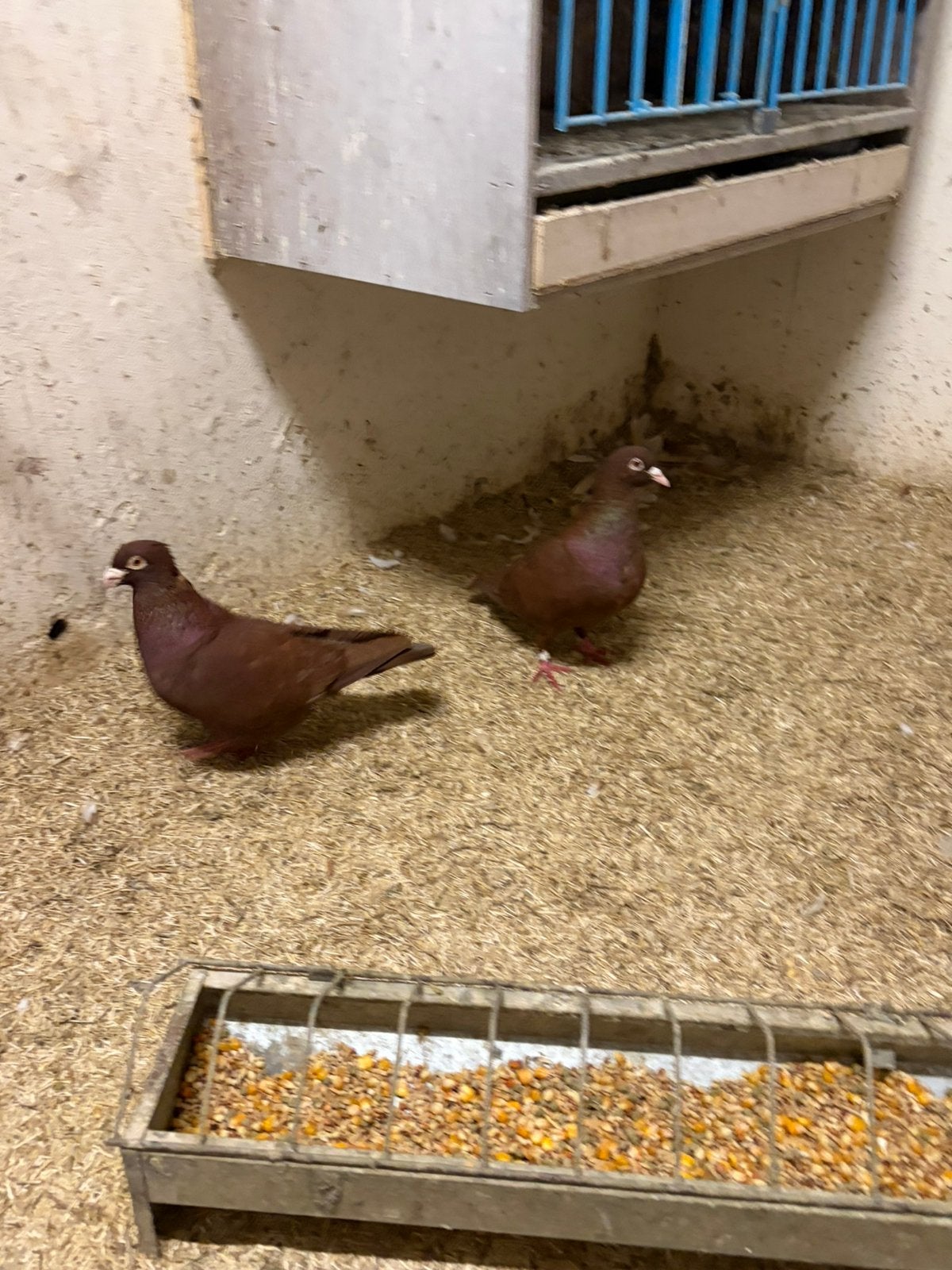 10 Kleurpostduiven te koop, Dieren en Toebehoren, Meerdere dieren, Postduif