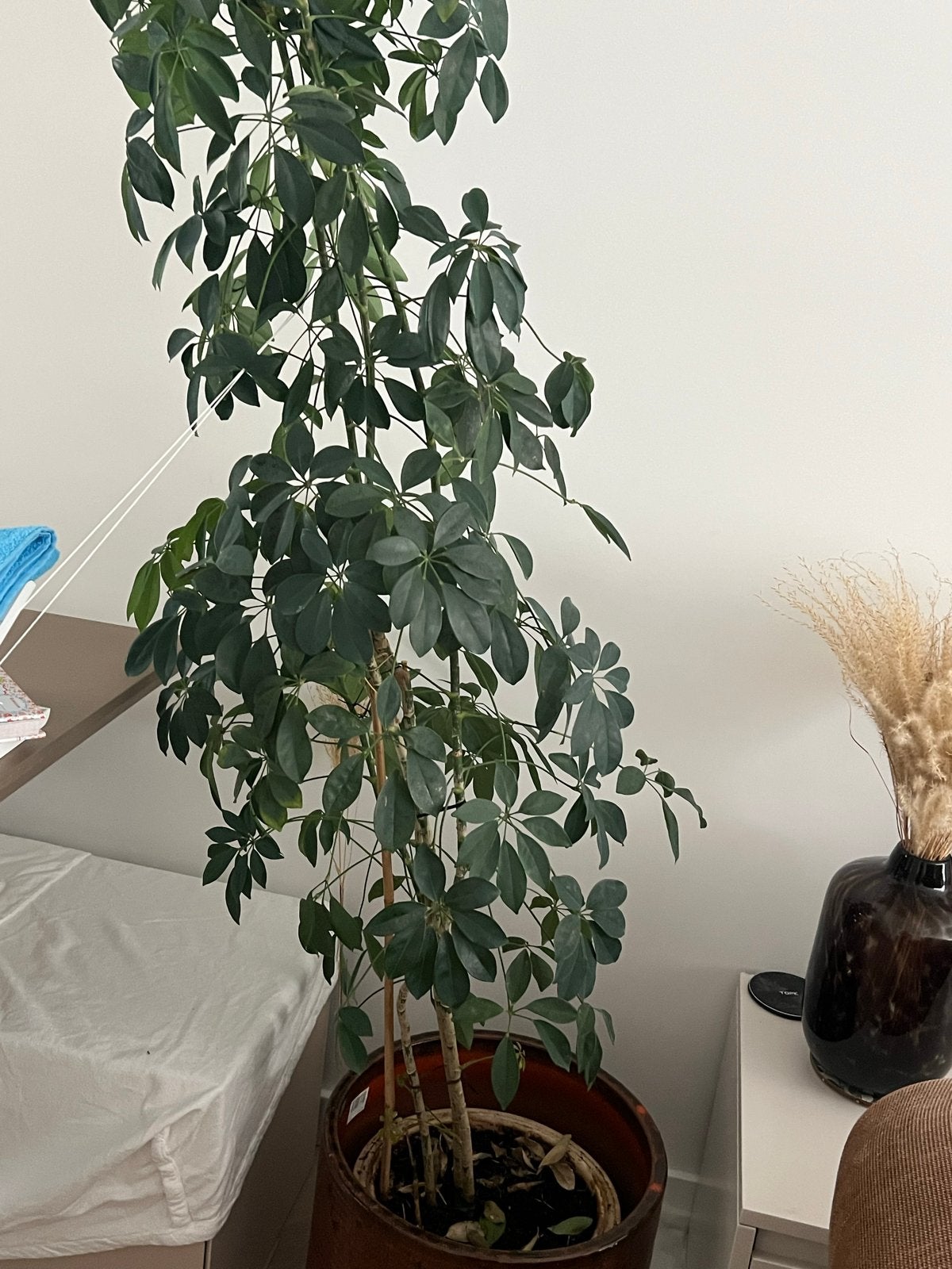 Grote Schefflera kamerplant in pot, Overige soorten, In pot, 150 tot 200 cm, Groene kamerplant