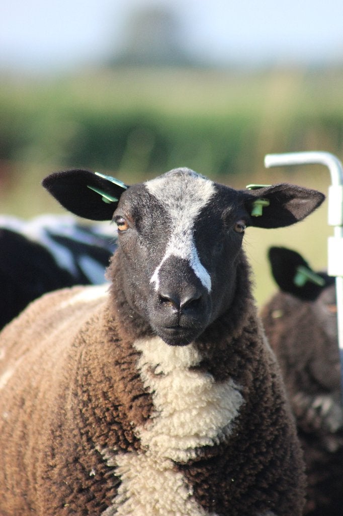 Bonte dekrammen, Dieren en Toebehoren, Mannelijk, Schaap, 0 tot 2 jaar