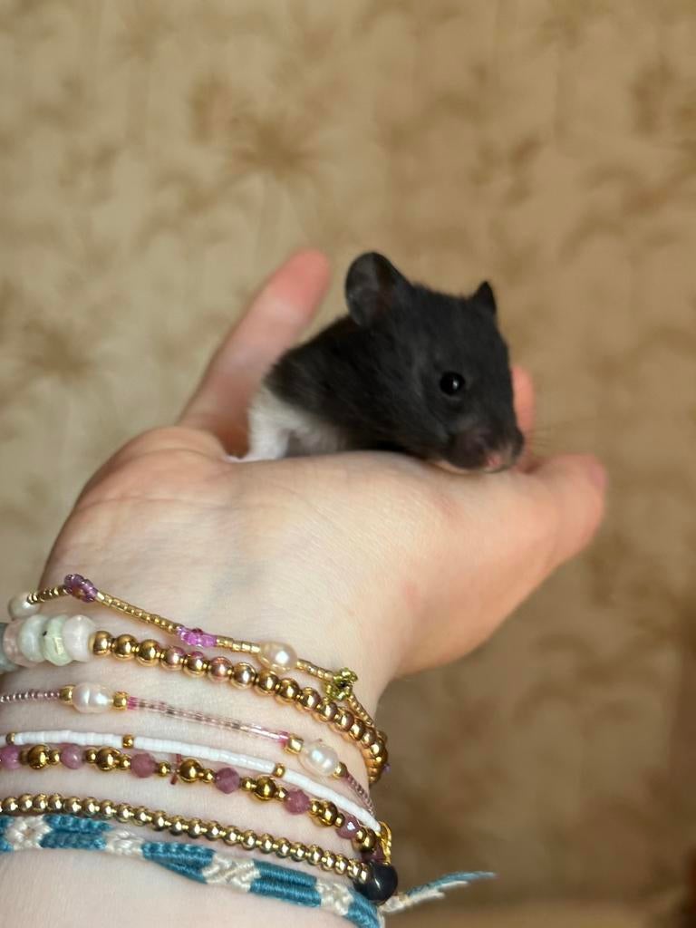 Syrishe hamster, Dieren en Toebehoren, Hamster, April, Mannelijk, Tam