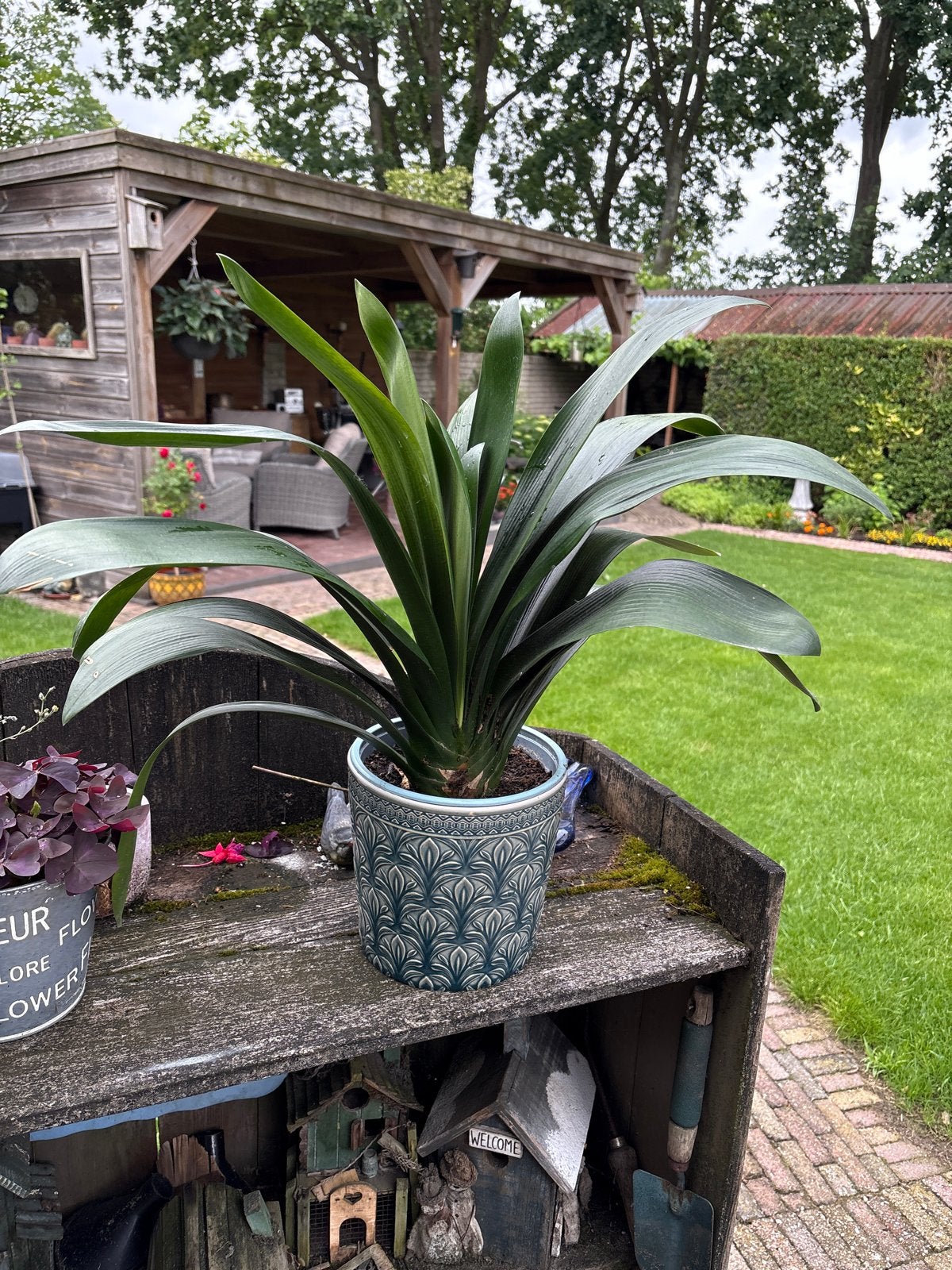 Clivia plant in pot - Ideaal voor binnen en buiten, Vaste plant, Halfschaduw, Lente, Ophalen
