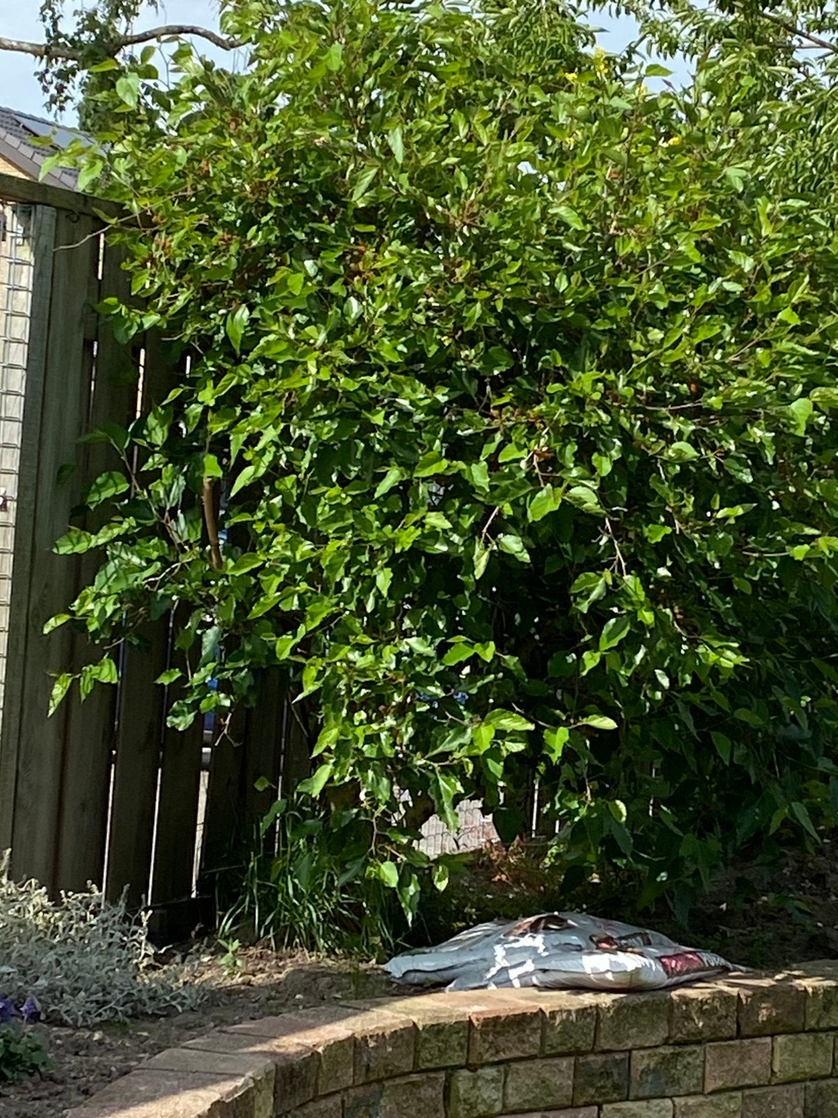 Moerbei, Overige soorten, 250 tot 400 cm, Zomer, Ophalen