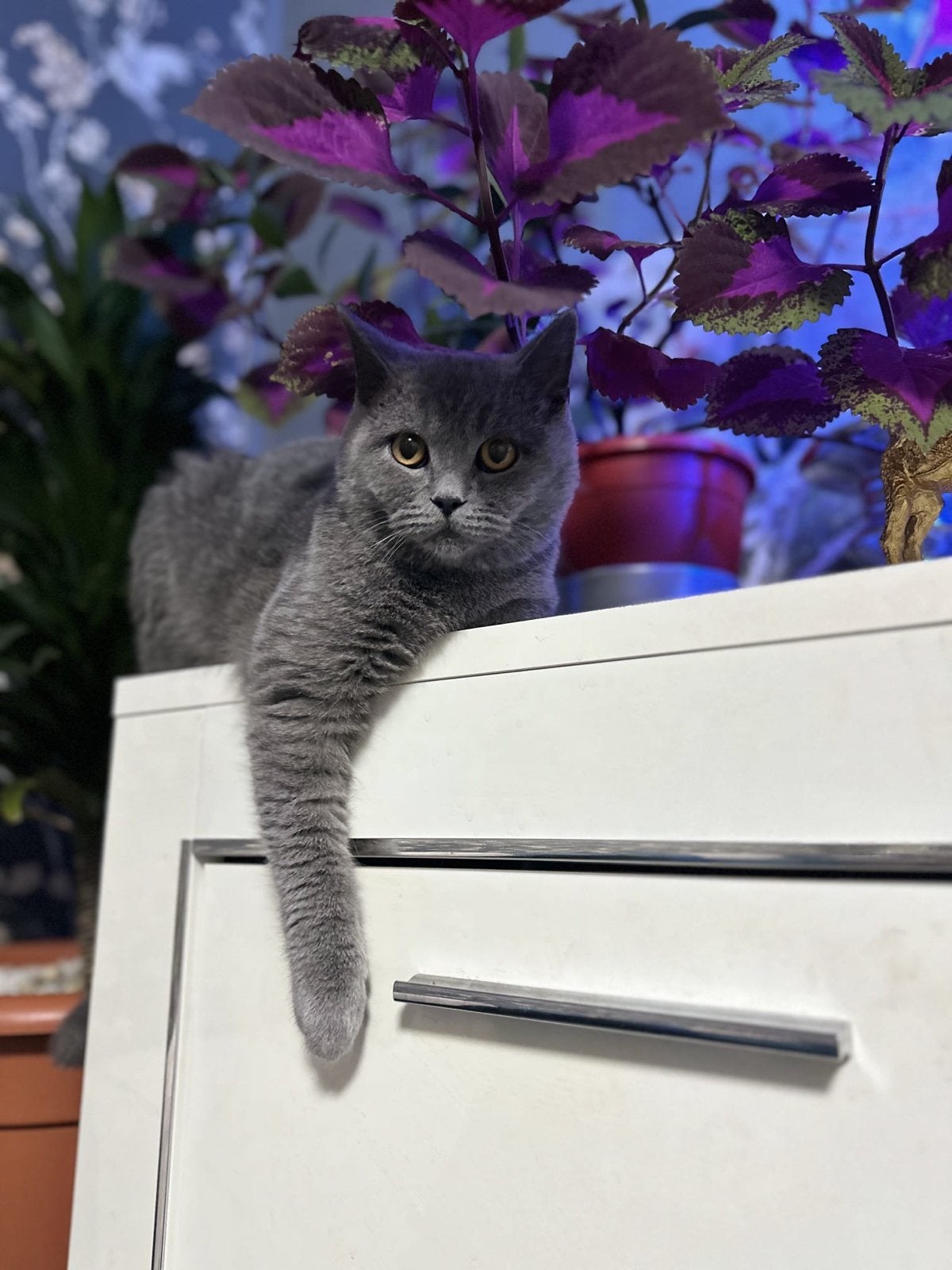 Briste korthaar, Dieren en Toebehoren, Kater