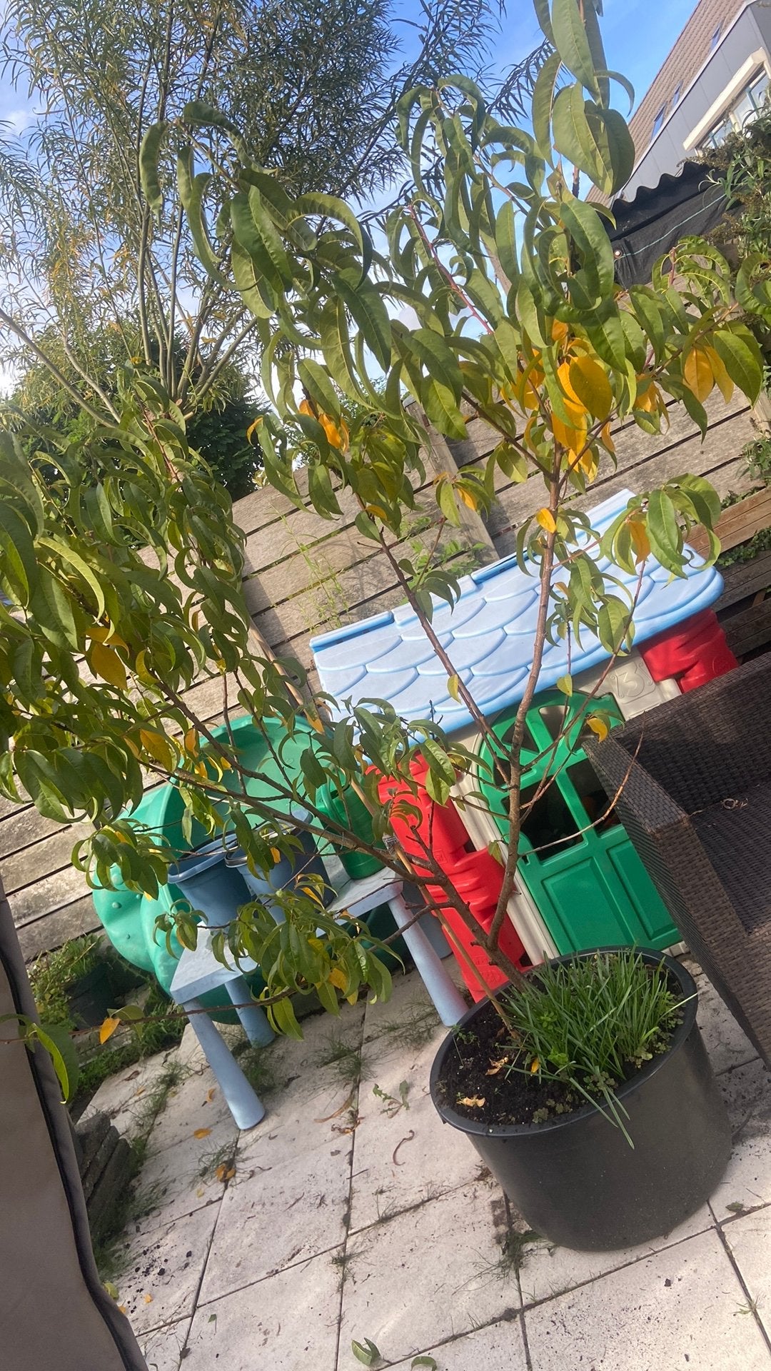 Gratis afhalen. Abrikozenboompje, Tuin en Terras, Ophalen, Volle zon, Overige soorten, 100 tot 250 cm