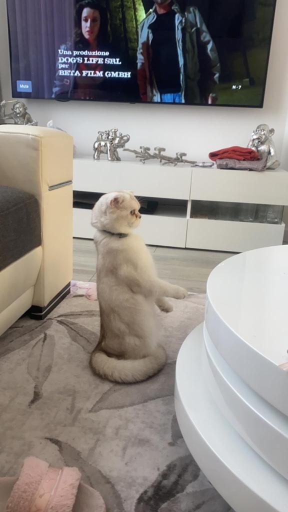 SCHOTSE KAT, Meerdere dieren, 0 tot 2 jaar