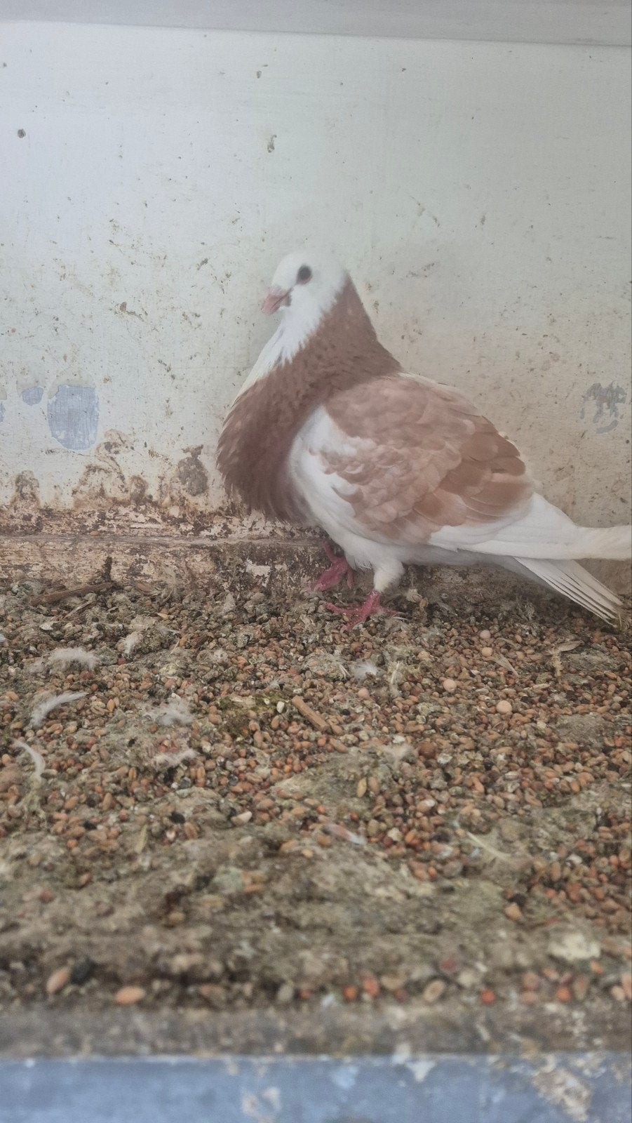 Mooie geelbont, Dieren en Toebehoren, Vogels | Duiven, Vrouwelijk, Kropper