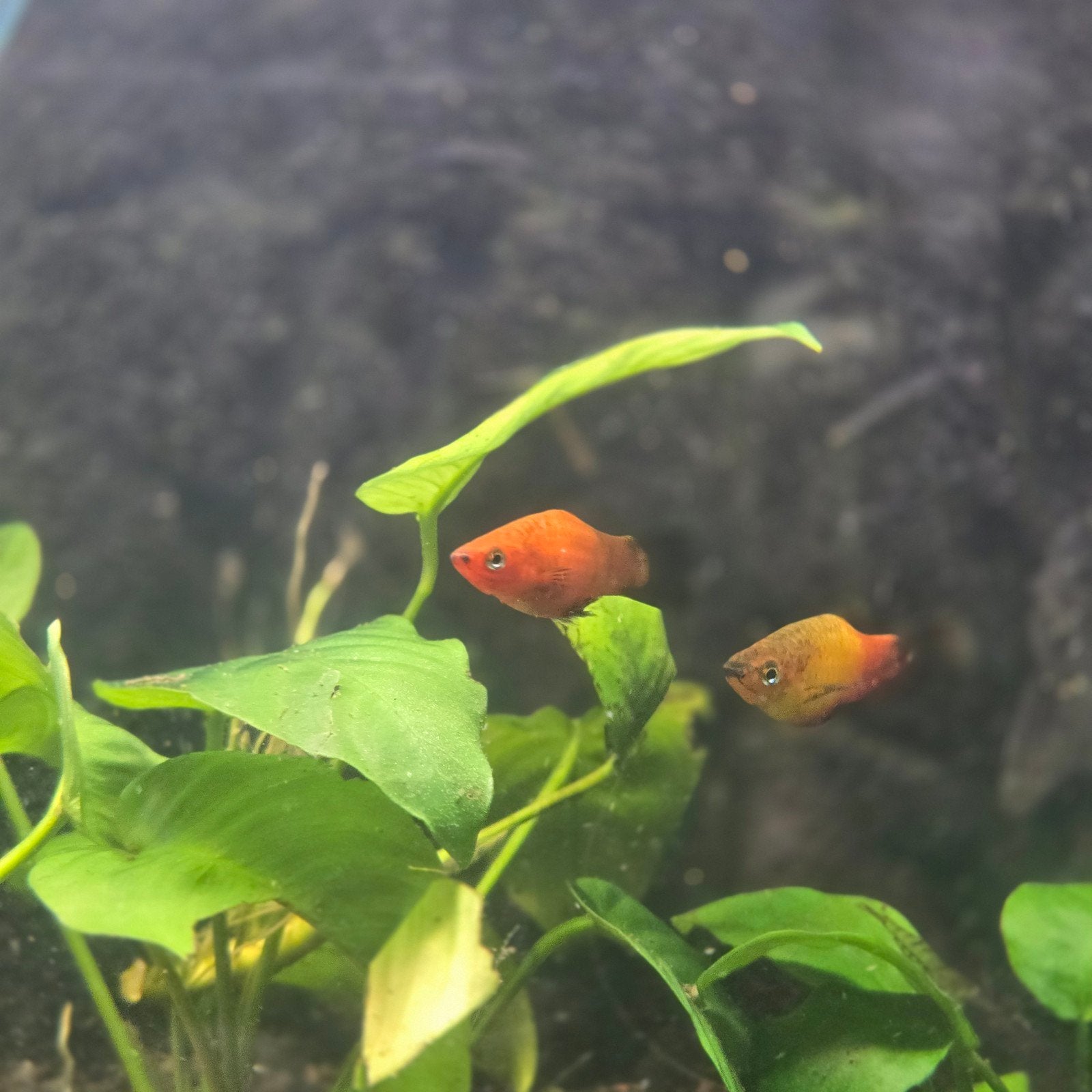 platy's in veel verschillende kleuren €1,50ps, Dieren en Toebehoren, Vissen | Aquariumvissen
