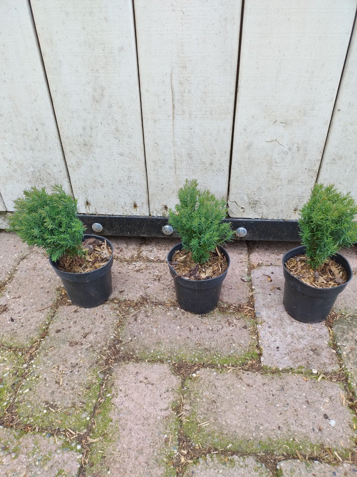 Thuja occidentalis Teddy. zachte sier conifeer. P9 planten, Overige soorten, Volle zon, Vaste plant, Ophalen of Verzenden