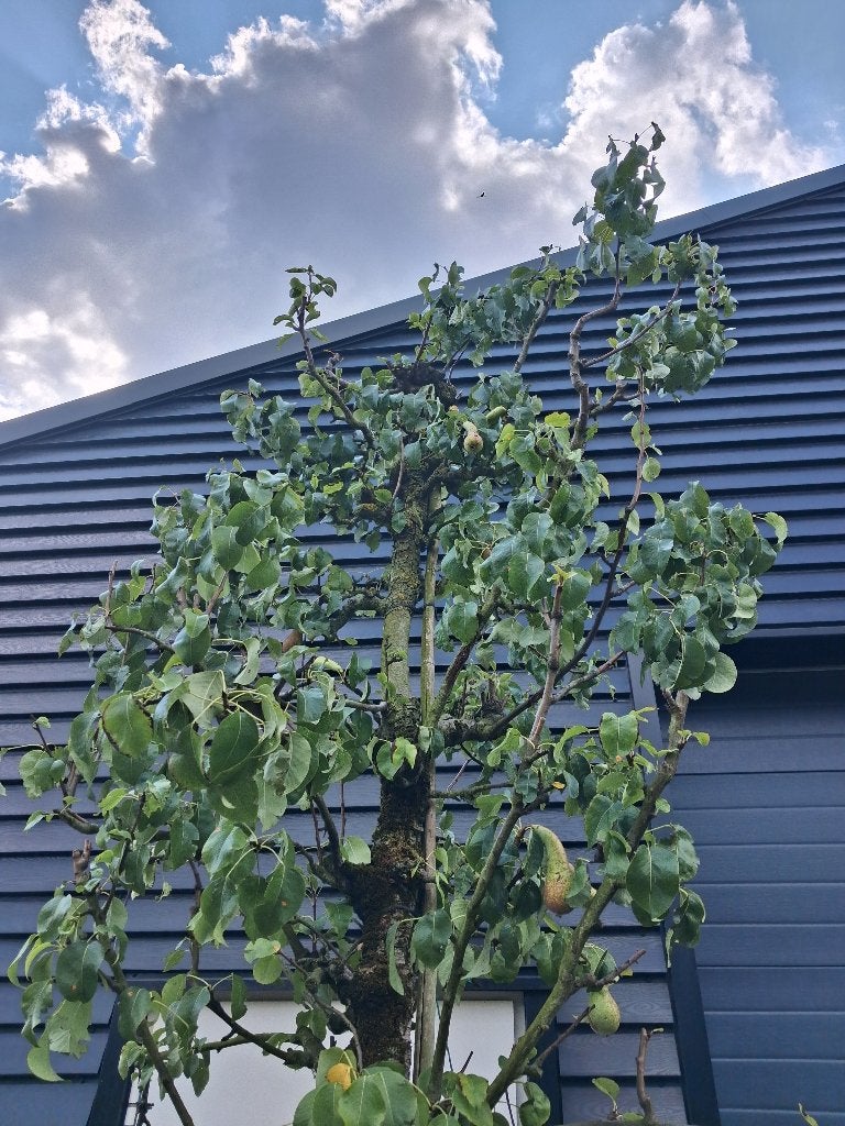 Karakteristieke oude perenboom Conference, Lente, Volle zon, Ophalen of Verzenden, 100 tot 250 cm