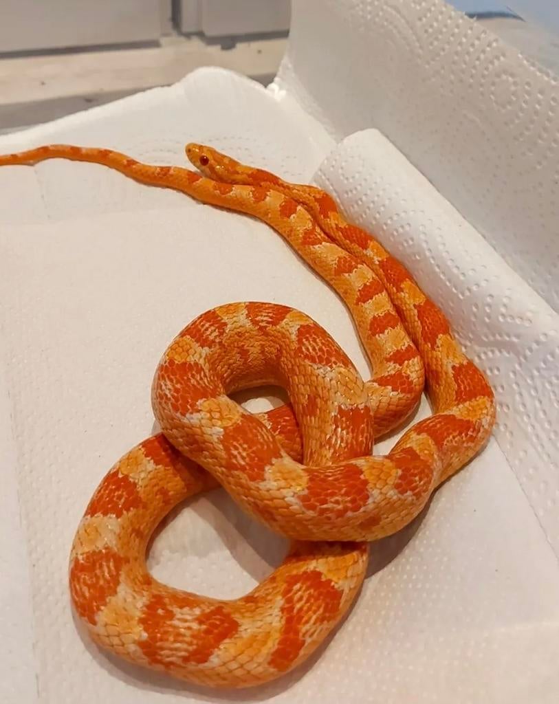Rode korenslang Corn Snake - female for sale from Christiaan