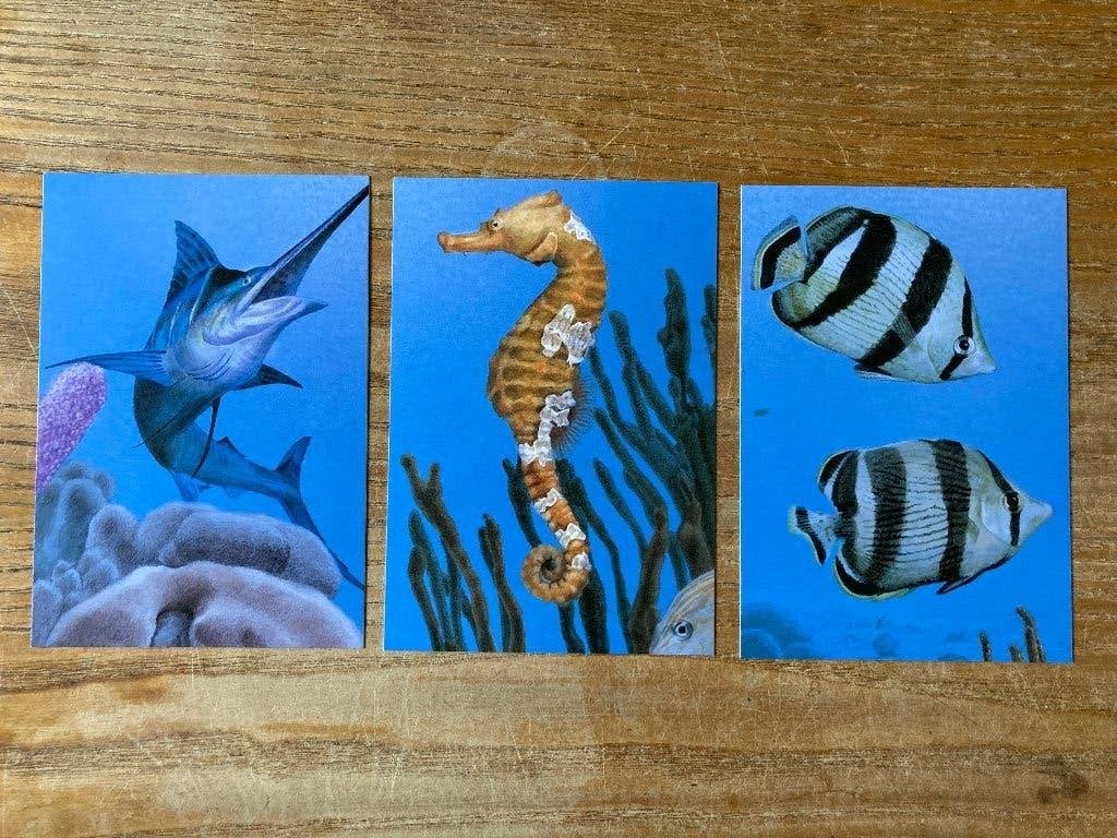 Ansichtkaarten kaarten - beleef de natuur - vissen Eustatius, Verzamelen, Ophalen of Verzenden, 1980 tot heden, Ongelopen, Waterdier