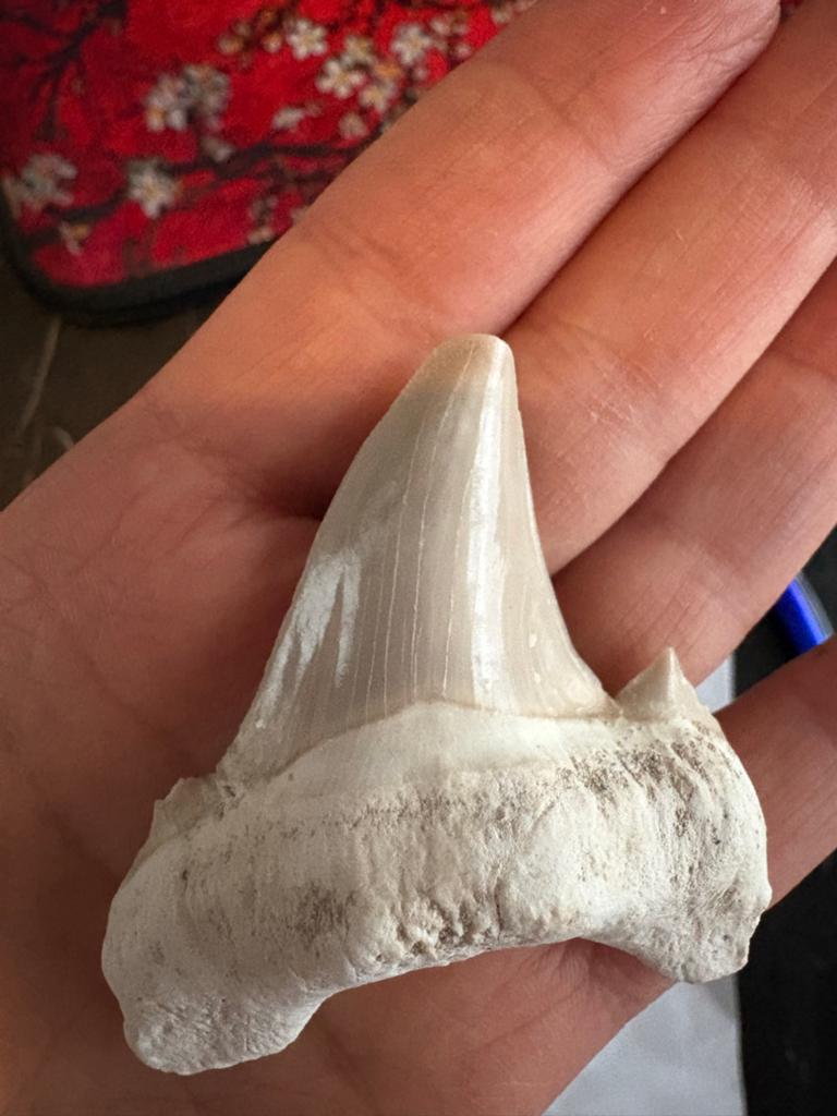 Otodus obliquus haaientand - Fossiel, Ophalen of Verzenden, Zo goed als nieuw