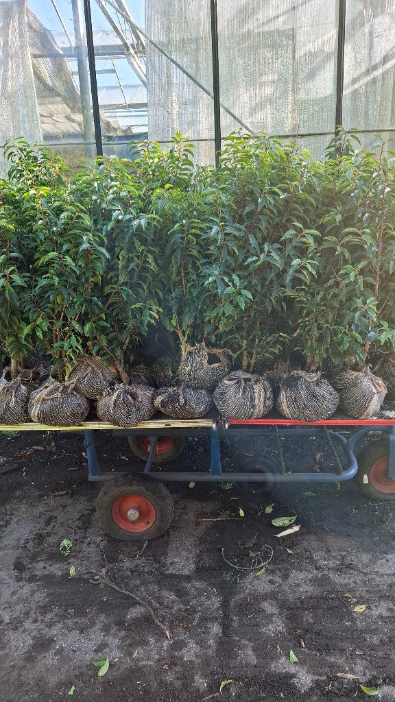 Portugese laurier groenblijvend uit de volle grond, Ophalen of Verzenden, Laurier, 100 tot 250 cm