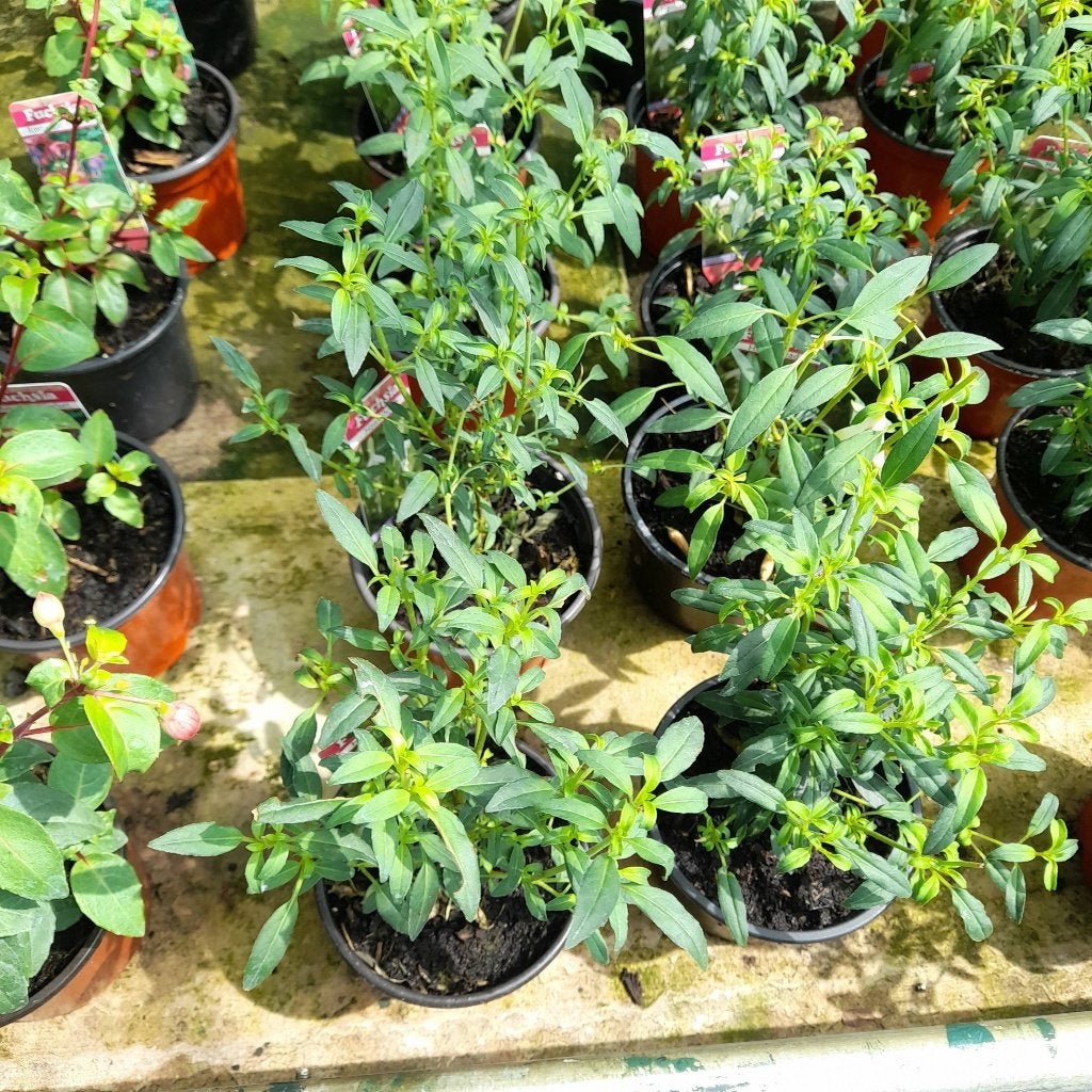 Fuchsia's op naam, Tuin en Terras, Tweejarig, Halfschaduw, Zomer, Ophalen