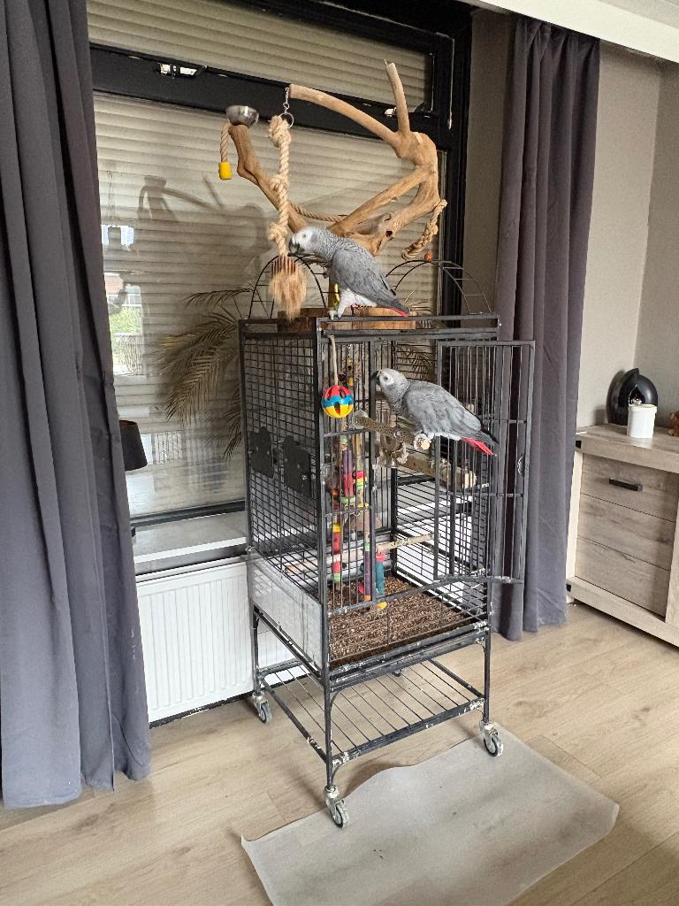 Grijze roodstaart papegaaien, Dieren en Toebehoren, Vogels | Parkieten en Papegaaien, Mannelijk, Papegaai, Pratend