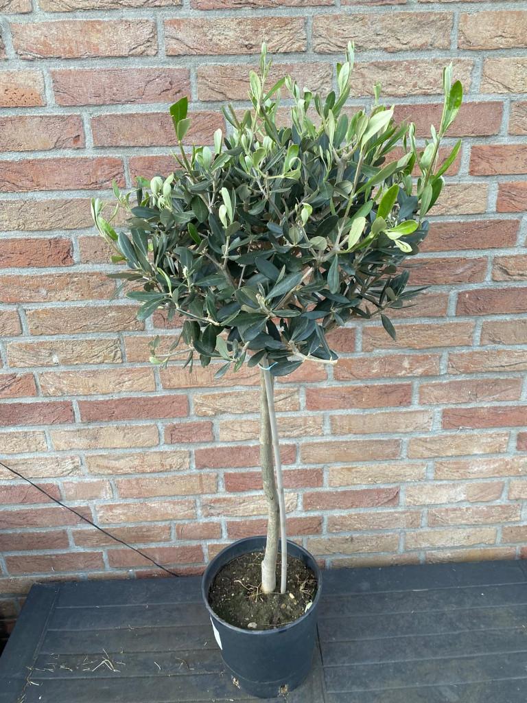 Mooie leuke kleine olijfboom of laurier boom op stam, Minder dan 100 cm, Zomer, Ophalen, Volle zon