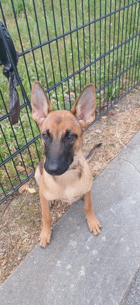 Mechelse herder pup, Dieren en Toebehoren, Reu, 8 tot 15 weken, Parvo, Eén hond
