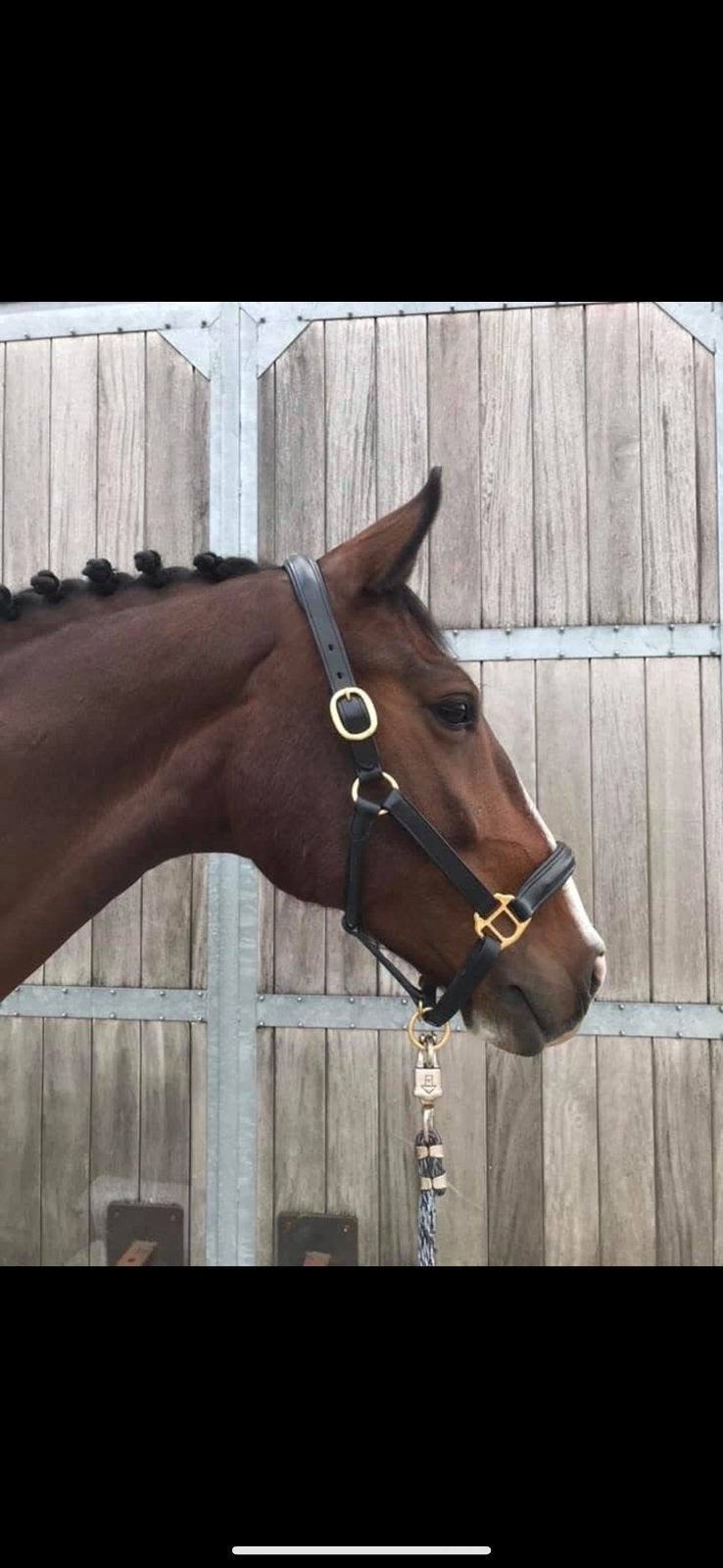 Gelderse Jonny, 13 jarige allround ruin, Dieren en Toebehoren, Gechipt, Ruin, M, Dressuurpaard