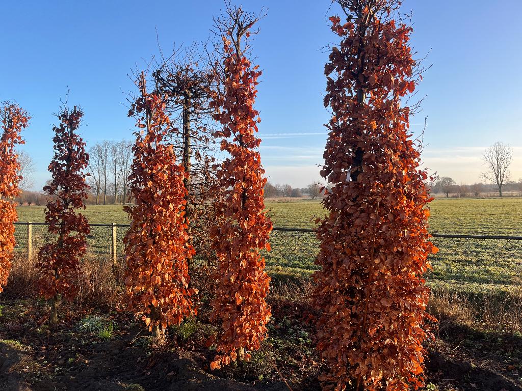 beukenbomen en plantgoed, Tuin en Terras, Planten | Bomen, Overige soorten, 100 tot 250 cm, Zomer, Ophalen