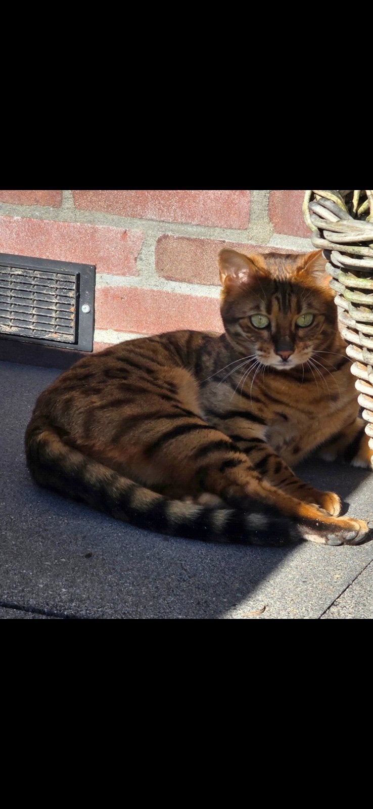 Bengaalse katten te koop, Dieren en Toebehoren, Meerdere dieren, Met stamboom, 3 tot 5 jaar